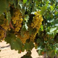 Orange Muscat grapes